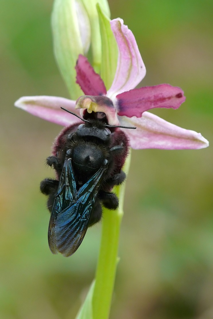 Xylocopa .....quale....?  Xylocopa valga  (Apidae)